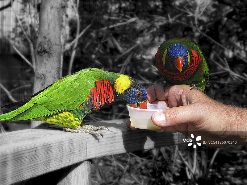 男人喂鸟图片素材