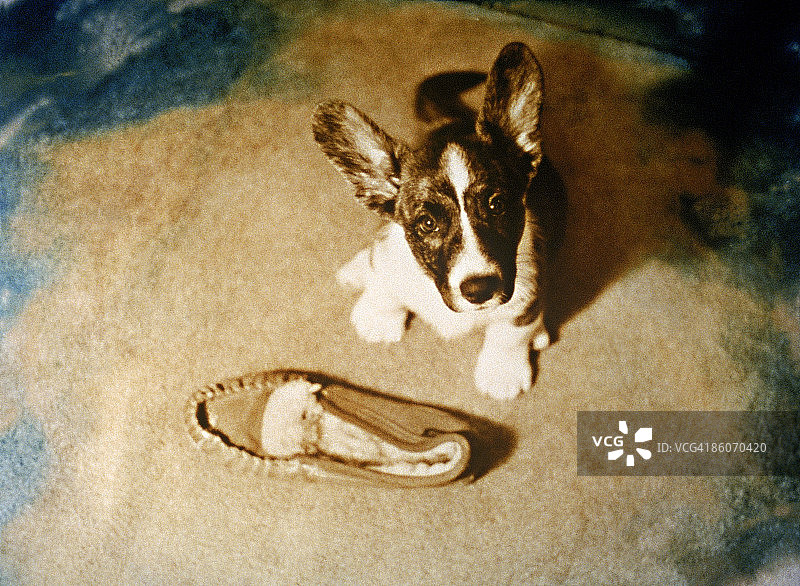 拖鞋旁边的狗图片素材