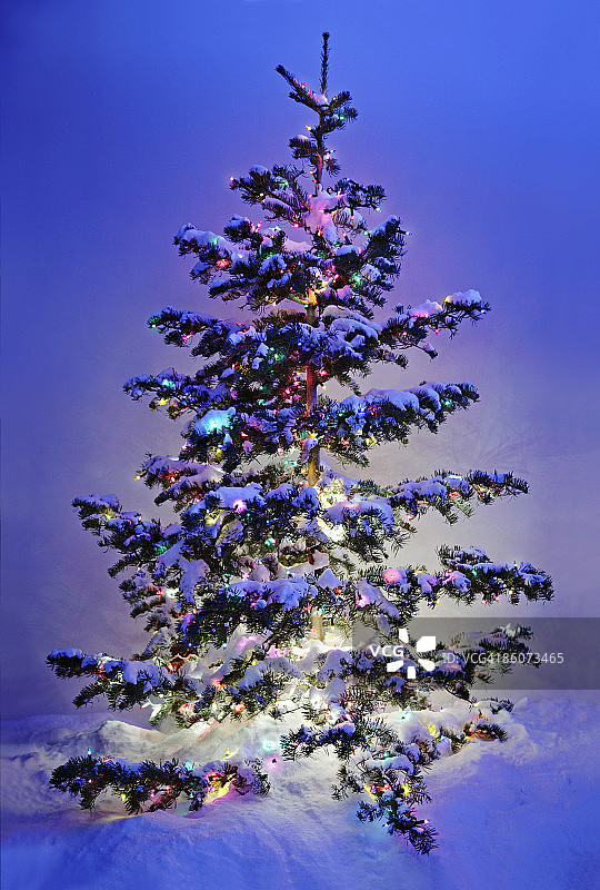 点亮的圣诞树图片素材