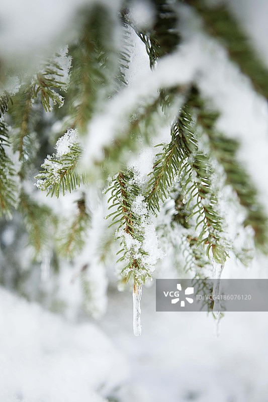 覆盖着冰的松树枝特写图片素材