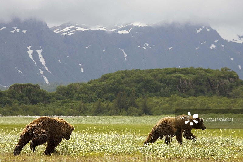 在阿拉斯加卡特迈国家公园哈罗湾玩耍的灰熊图片素材