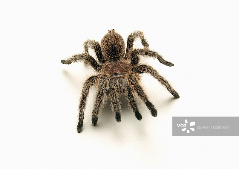 玫瑰发红蛛图片素材