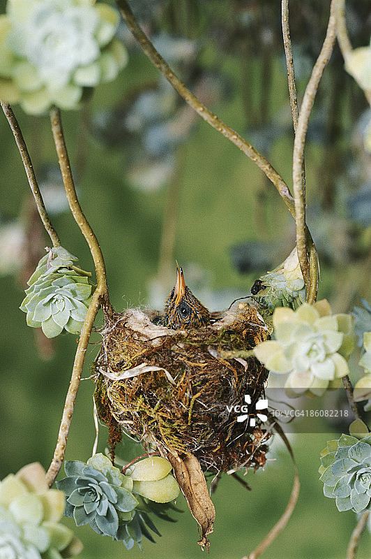 鸟巢中的紫耳蜂鸟幼鸟图片素材