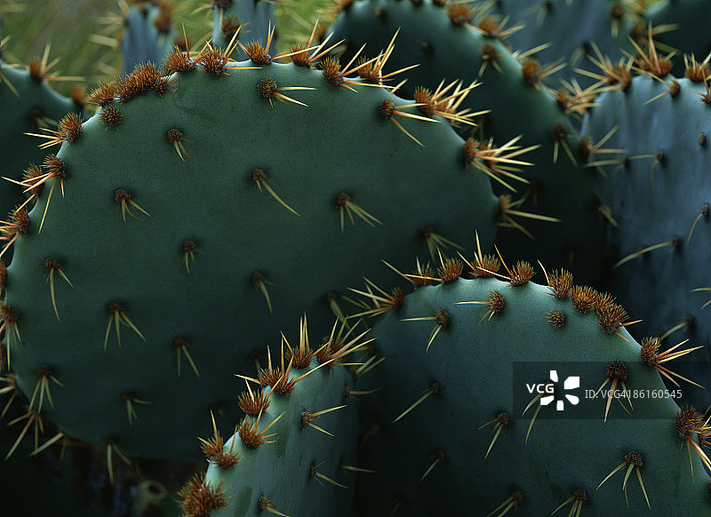 仙人掌图片素材