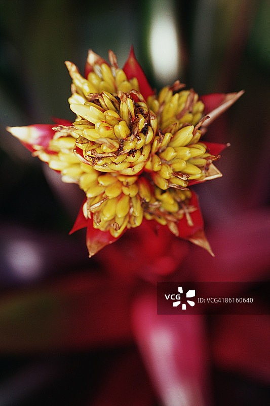 彩苞凤梨交响曲图片素材