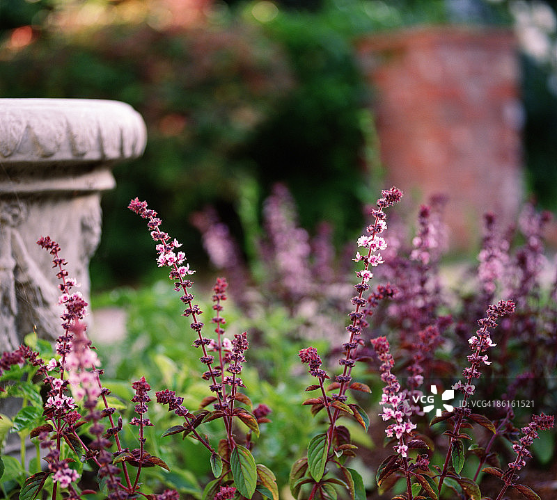 香草园中开花的罗勒图片素材