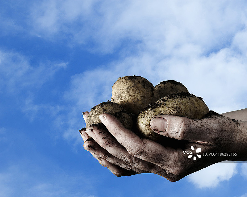 特写：手持土豆图片素材