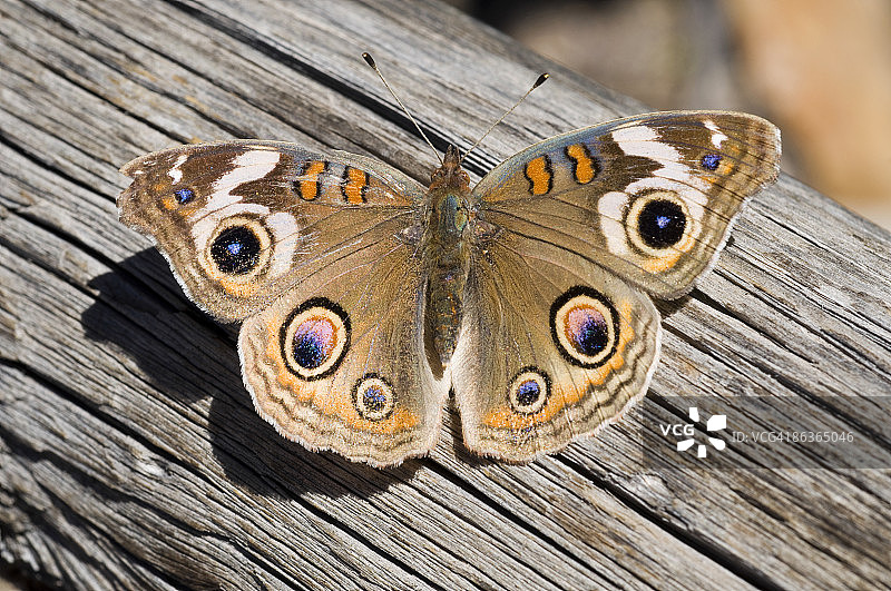 美眼蝶图片素材