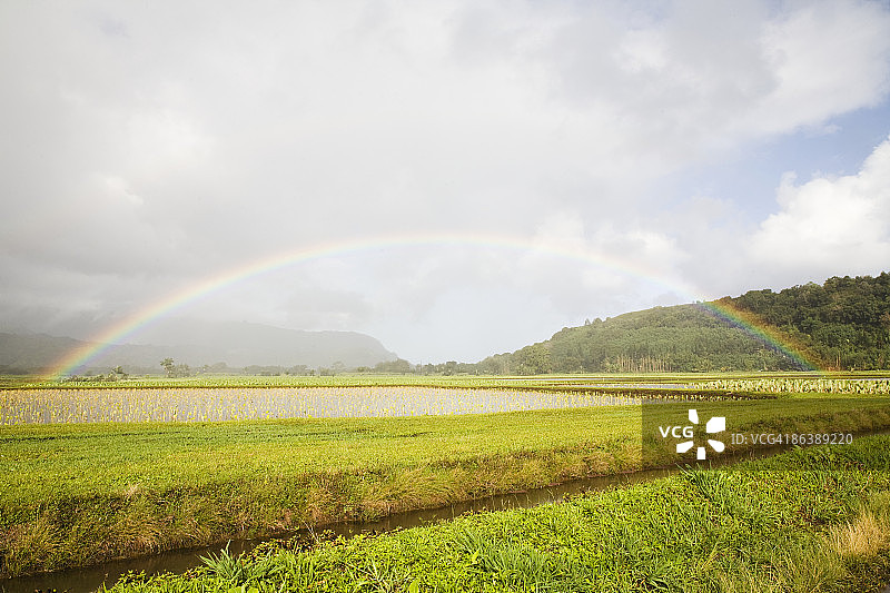 哈纳雷芋头田，可爱岛，夏威夷，美国图片素材