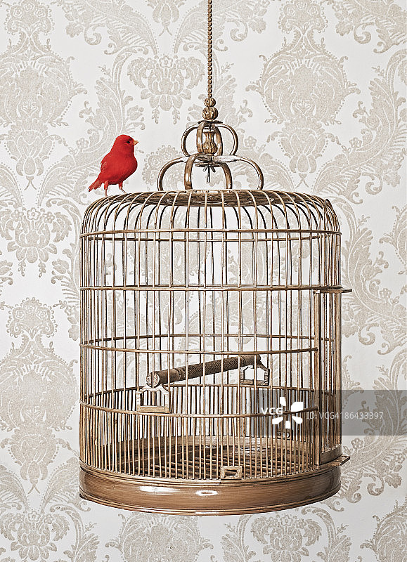 栖息在鸟笼外的红鸟图片素材