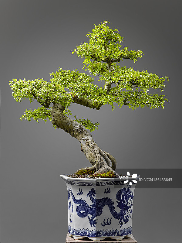 中国榆树盆景图片素材