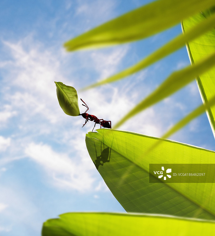 蚂蚁举起树叶图片素材