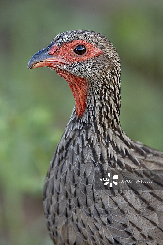 斯温森氏鹧鸪（Pternistes swainsonii），南非克鲁格国家公园，非洲图片素材