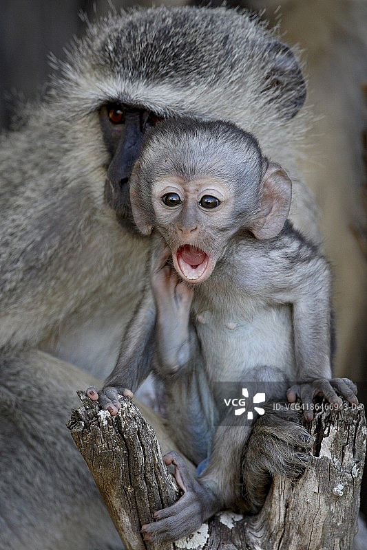 非洲南非克鲁格国家公园的婴猴（Chlorocebus aethiops）图片素材