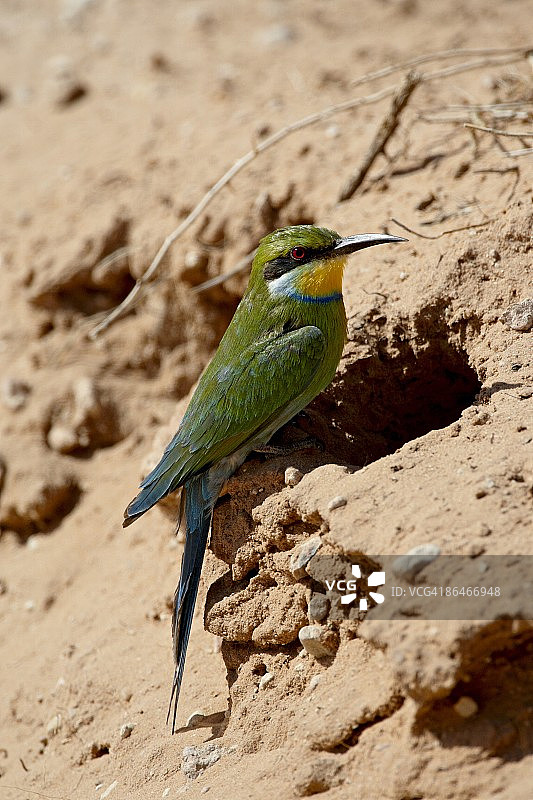卡拉哈里跨境公园内的燕尾蜂虎图片素材