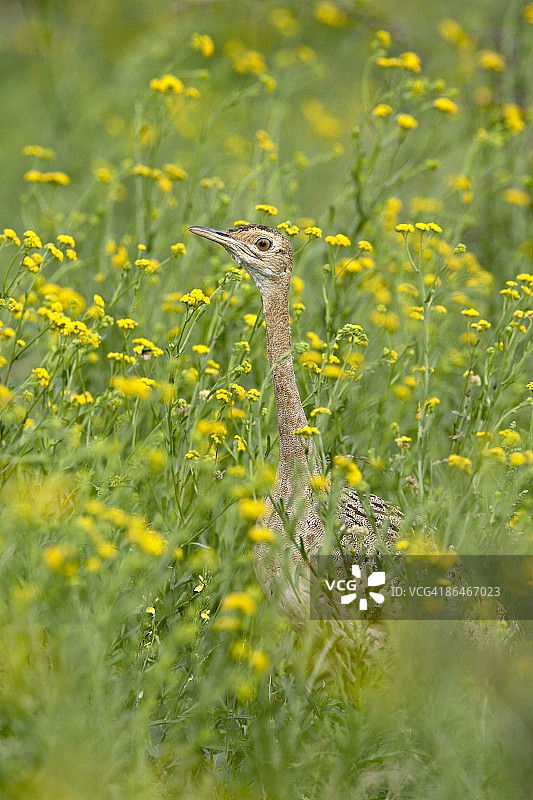 雌性黑腹鸨在南非黄色野花中图片素材
