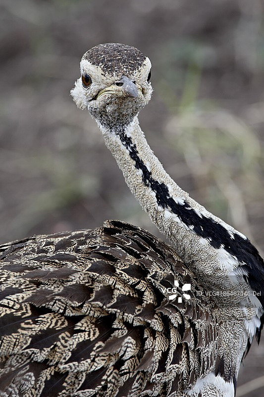 黑腹鸨，马赛马拉国家保护区，肯尼亚，东非，非洲图片素材