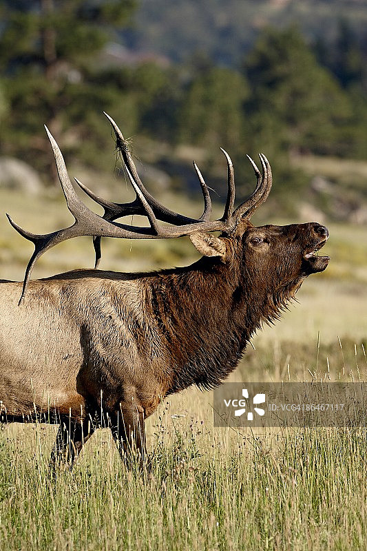 北美洲科罗拉多州落基山国家公园的马鹿鸣叫图片素材