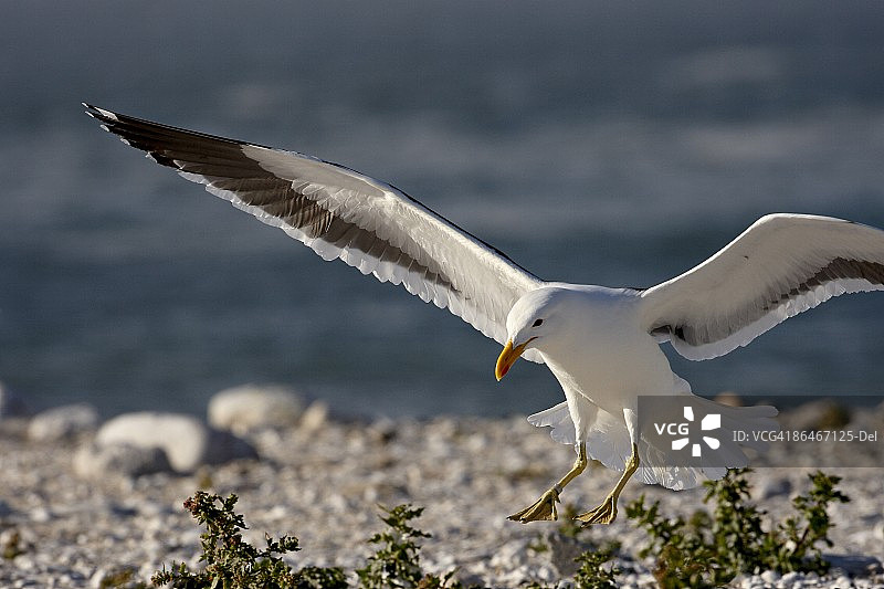 南非鸬鹚降落图片素材
