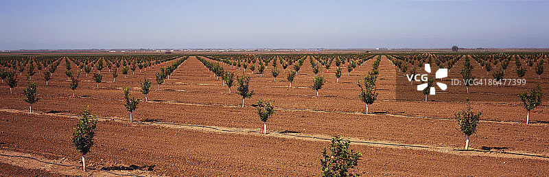柠檬树幼苗的倾斜行图片素材