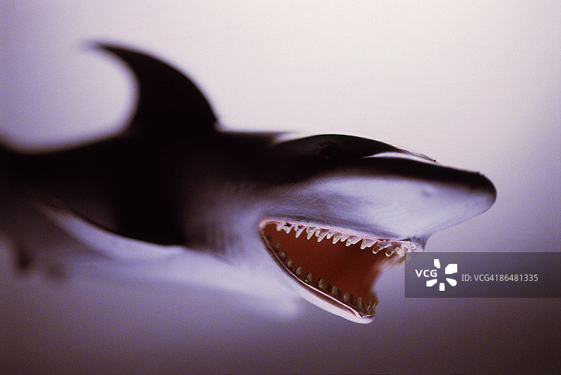 玩具鲨鱼图片素材