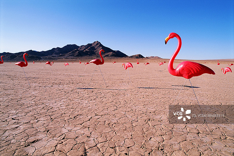 沙漠中的塑料火烈鸟图片素材