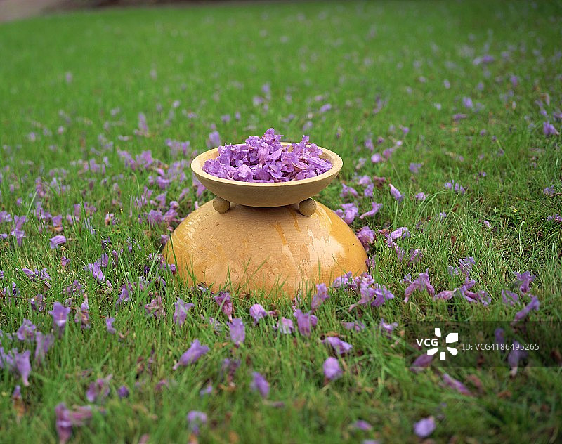 草地上的蓝花楹图片素材