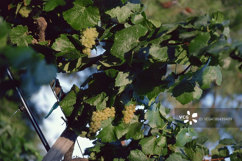 葡萄藤上的白葡萄图片素材