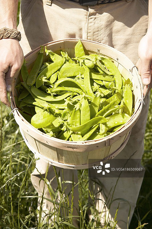 男子手捧一捧荷兰豆图片素材