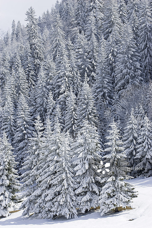 雪覆盖的树木图片素材