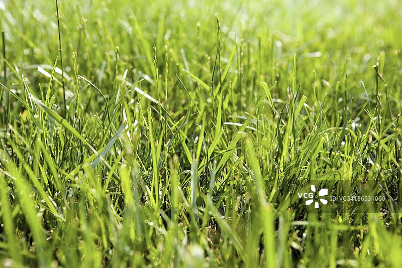 草地特写图片素材