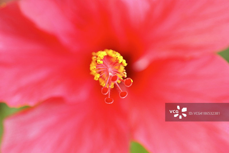 花的特写图片素材