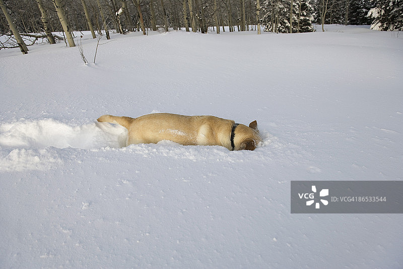在雪中嬉戏的狗图片素材
