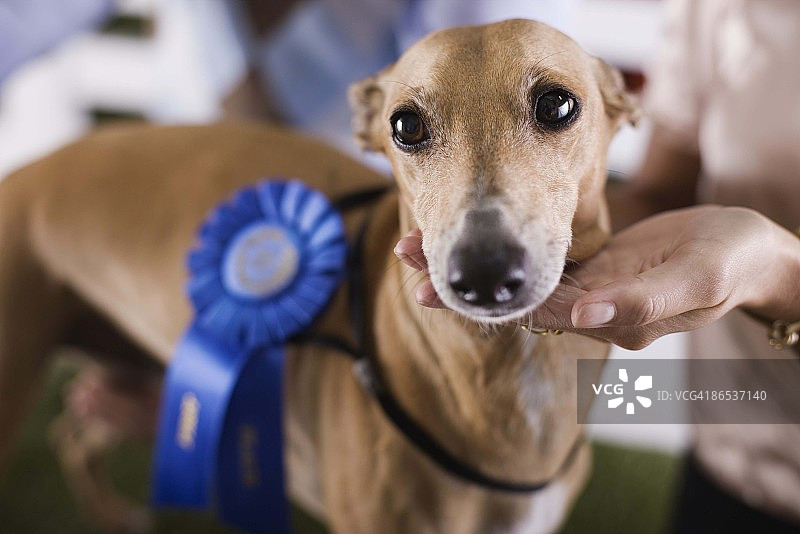 夫妇带狗参加犬类展览图片素材