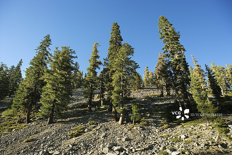 加利福尼亚州拉森火山国家公园的树木图片素材