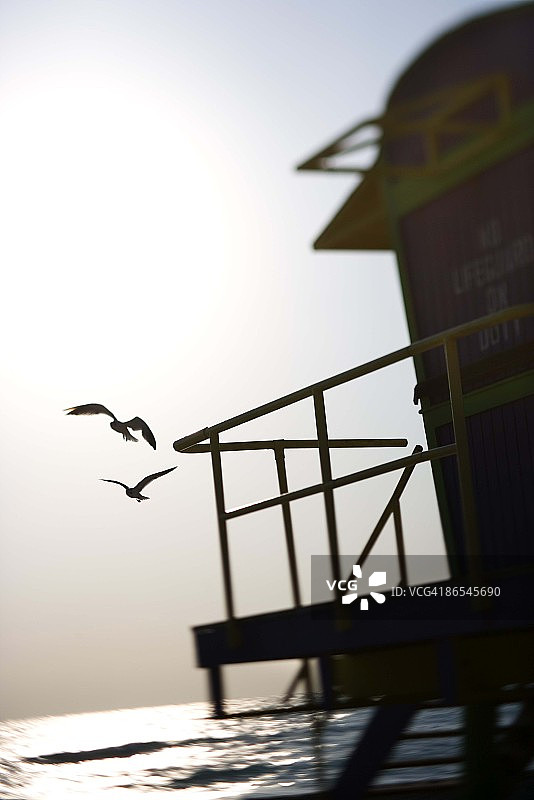 佛罗里达州的海鸥和救生员塔剪影图片素材