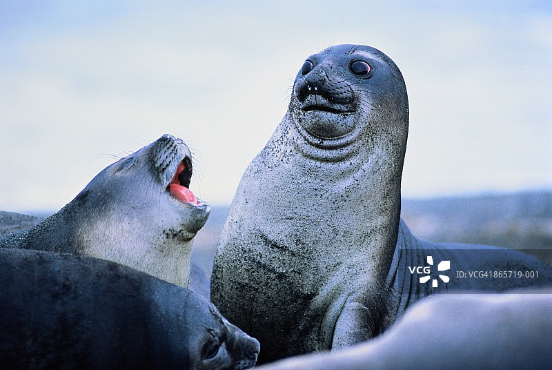 南极洲的幼年象海豹图片素材