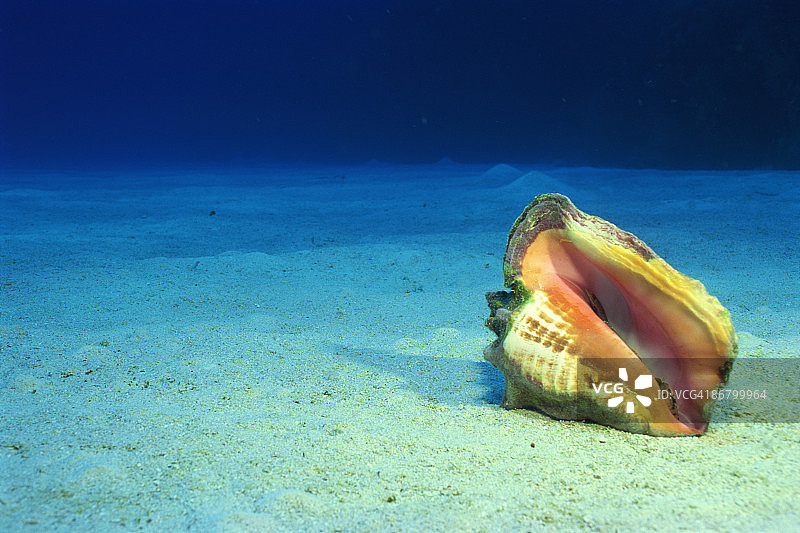 女王海螺图片素材