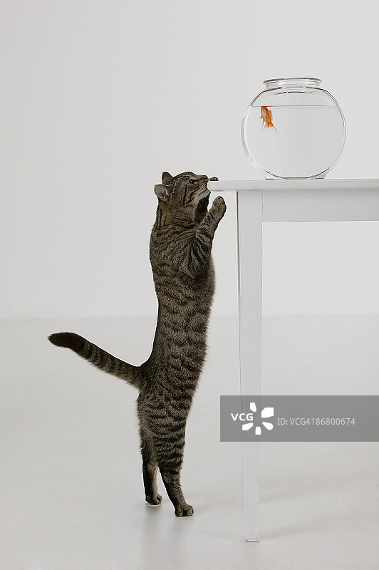猫和金鱼图片素材