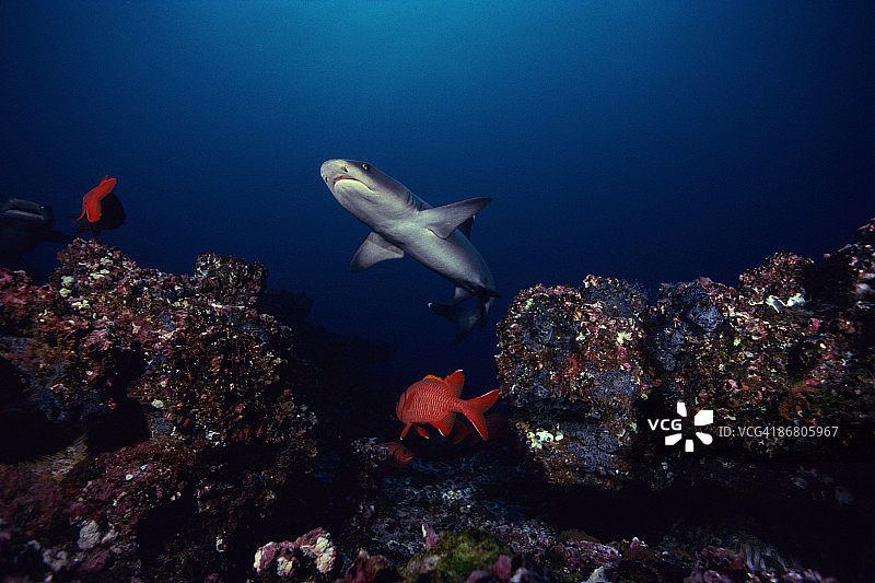 白鳍鲨与鱼图片素材