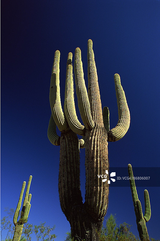 亚利桑那州风琴管仙人掌国家纪念碑图片素材