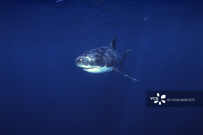 大白鲨图片素材