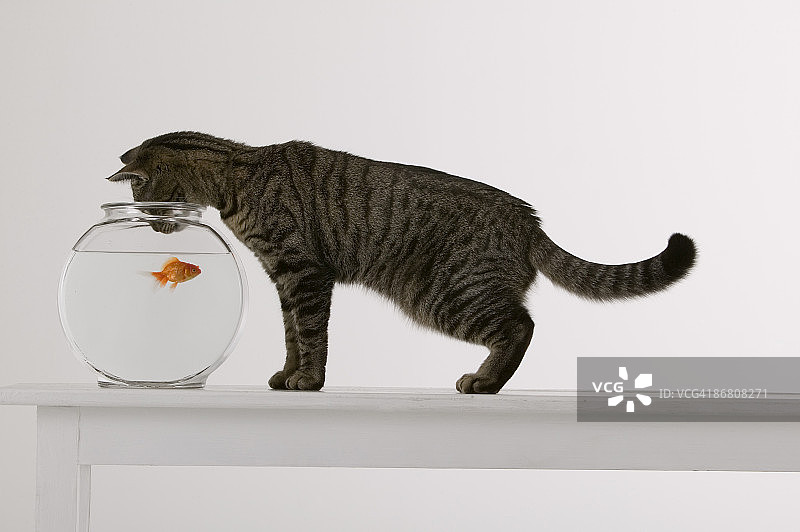 猫和金鱼图片素材