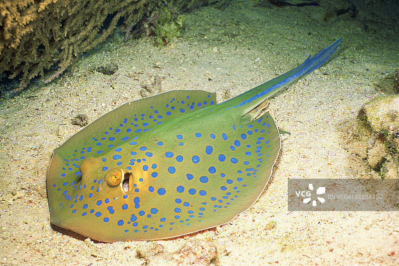 蓝点黄貂鱼图片素材