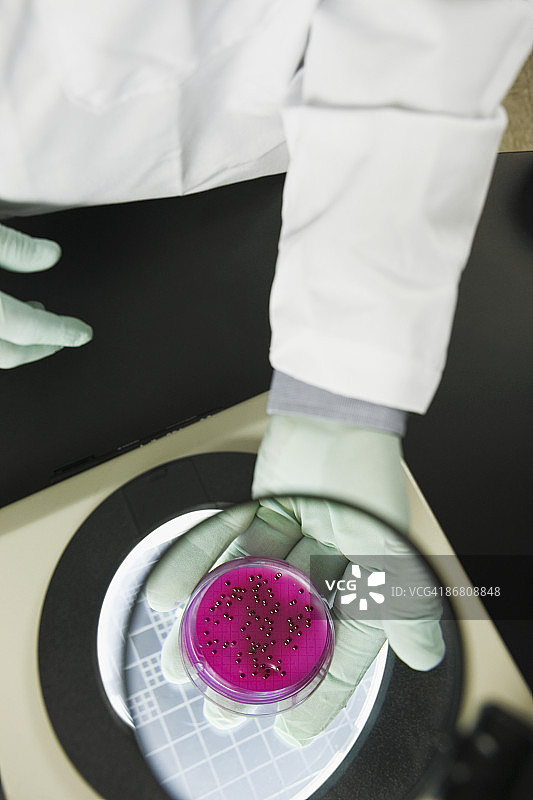 科学家分析细菌菌落图片素材