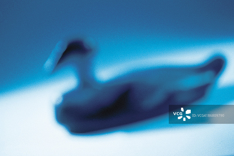 诱鸭器图片素材