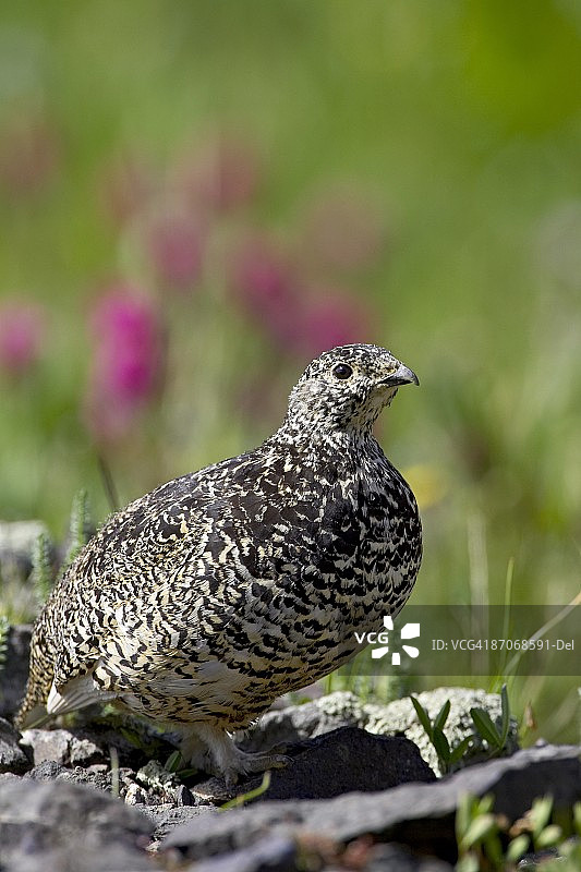科罗拉多州野花丛中的柳雷鸟雌鸟图片素材