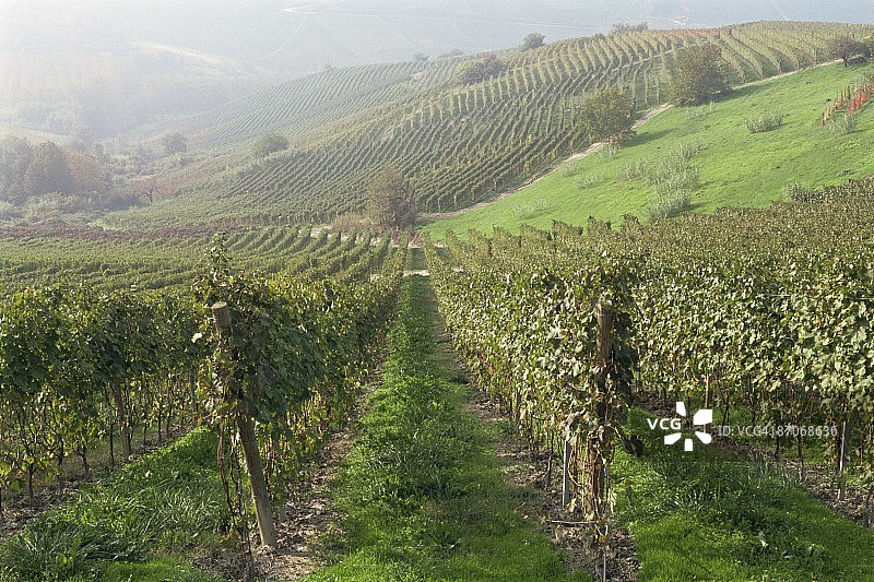 意大利皮埃蒙特塞拉伦加达尔巴附近的葡萄园图片素材