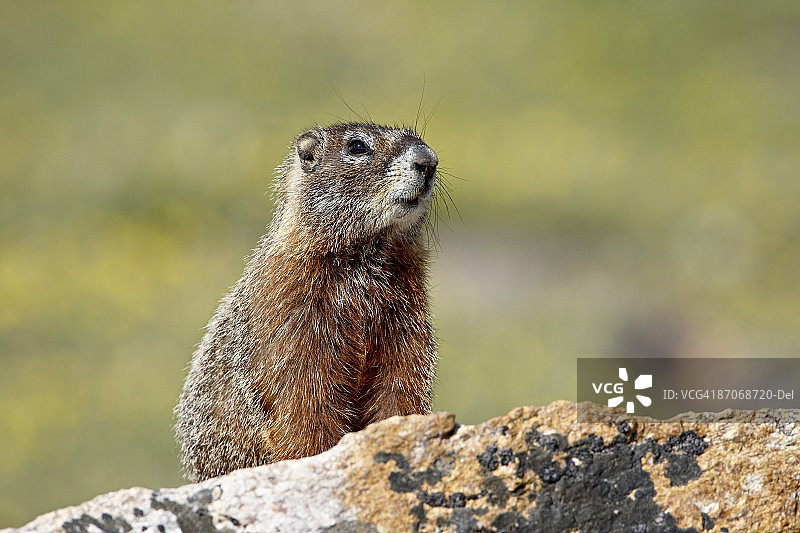 旱獭，美国怀俄明州肖肖尼国家森林图片素材