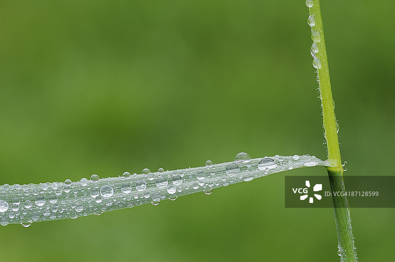 草叶上的水滴（特写）图片素材